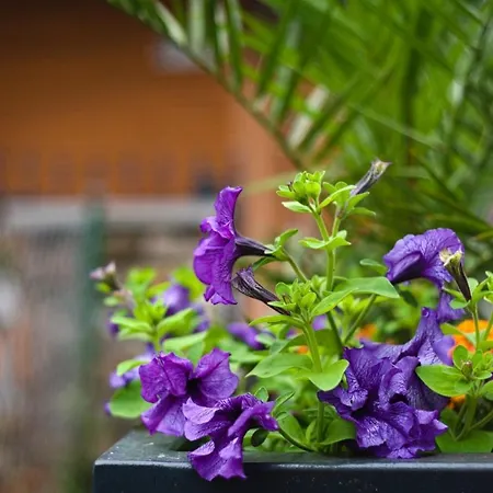 Bernardo Lux קרפאז'