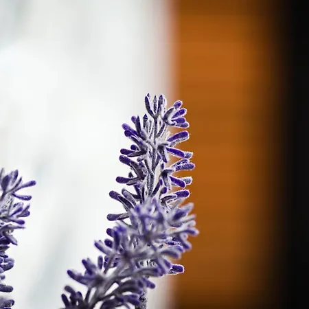 アパート Bernardo Lux カルパッチ