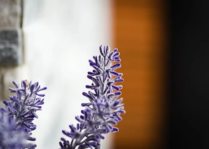 アパート Bernardo Lux カルパッチ