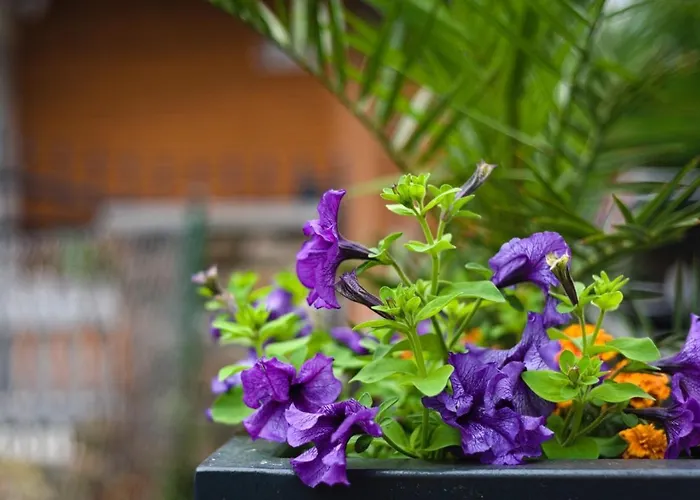 Bernardo Lux Karpacz